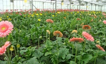 Green House