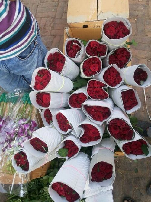 Green House - Red Roses, Paper Wrap Packaging | Fresh Roses, Elegant Packaging, Bulk Availability, Variable Stem Length