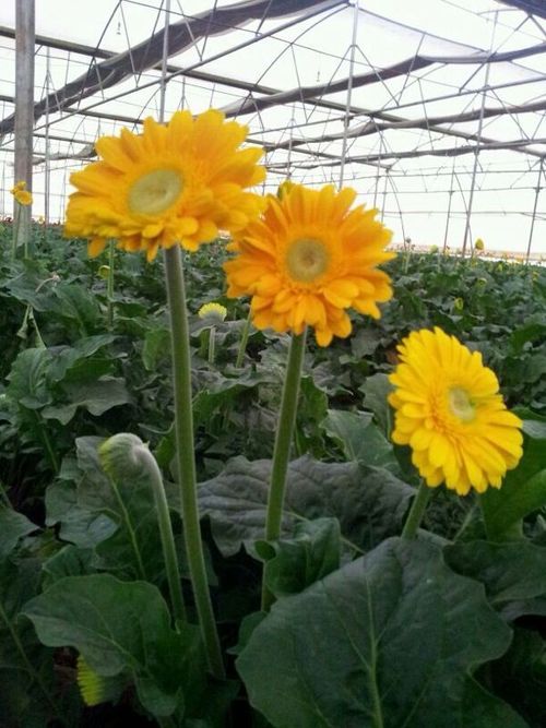 Green House