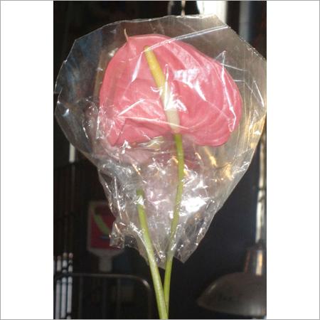 ANTHURIUM   PINK COLOR