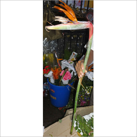  BIRD  OF PARADISE