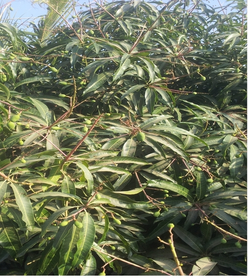 Kesar Mangoes