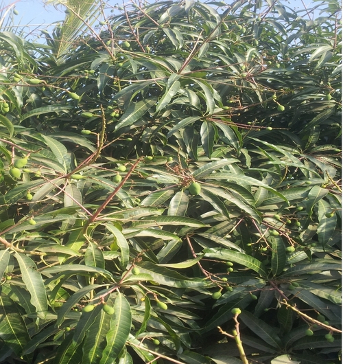 Kesar Mangoes