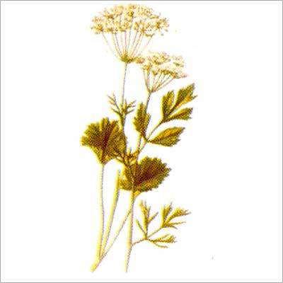 Star Anise