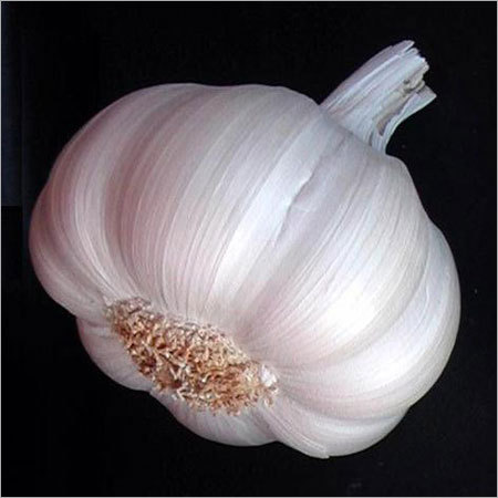 Globe Garlic