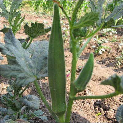 Okra Seeds