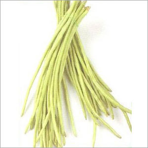French Green Bean Seeds