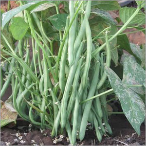 French Beans