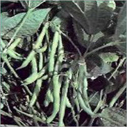 French Bean Seeds