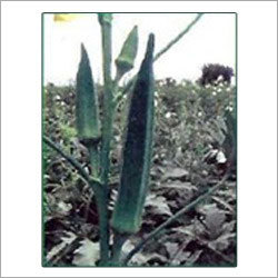 Green Okra Seeds