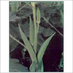Lady Finger Seeds