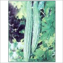 Bittergourd Seeds