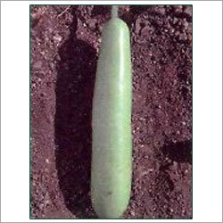 Green Bottle Gourd Seeds