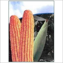 Yellow Maize Seeds