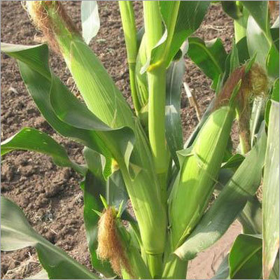 White Maize Seeds