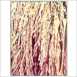 Paddy Seeds