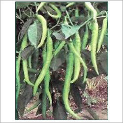 Green Chilli Seeds