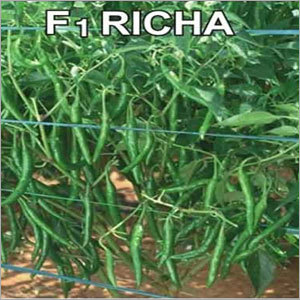 Spicy Chilli Seeds
