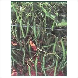 Chilli Seeds