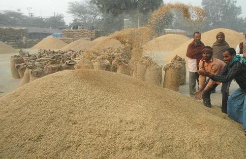 Rice Bran Meal
