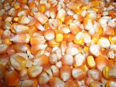 Indian Yellow Corn