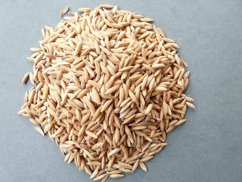 Pusa Basmati Rice Paddy