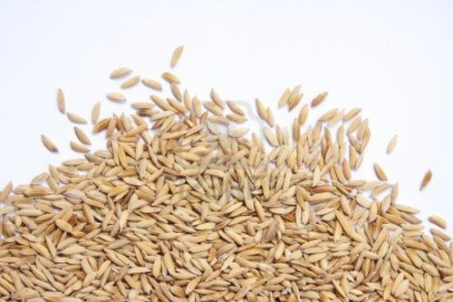 Sharbati Basmati Rice Paddy