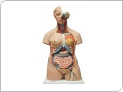 Human Torso