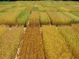Wheat
