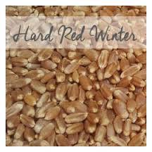 Durum Wheat Seeds