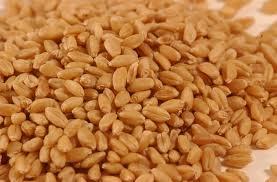 Wheat suppliers