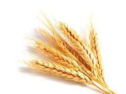 Wheat seeds prices