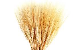 Wheat seeds suppliers