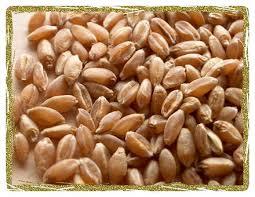 Wheat Price - Grade CRE 511/512/513
