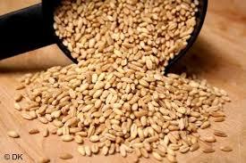 Indian wheat