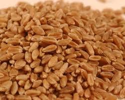 Wheat grains