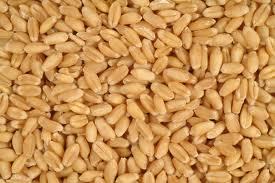 Wheat grains price