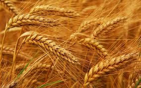 Wheat Seeds High Quality - Protein 12%, Purity 95%-99%, Moisture 11%-12% | Food Grade, Various Grades, Low Damaged Kernel, Foreign Matter 1%-2%