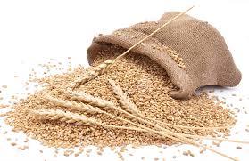 vital wheat gluten seed