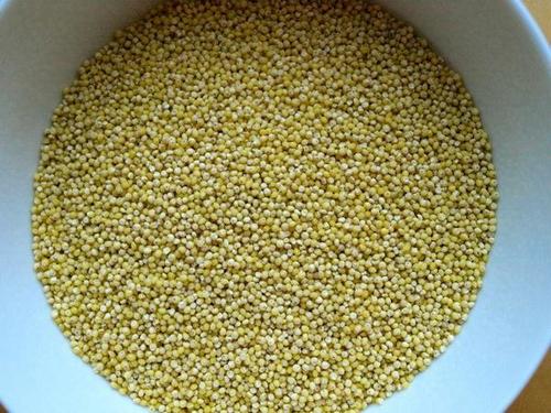 Indian Yellow Millet - Foxtail Type