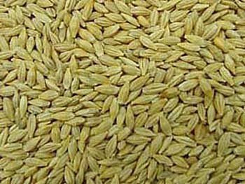 Indian Barley