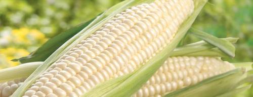 White Corn Human Consumption Grade 1