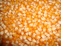 Yellow Corn Human Consumption Grade 1