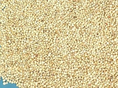 Jowar
