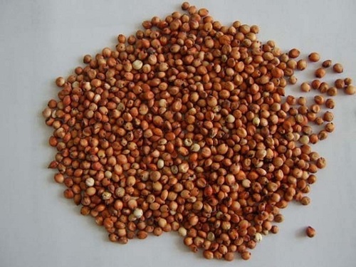 Red Sorghum