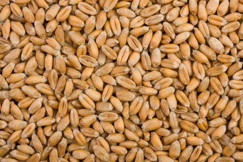 Grains