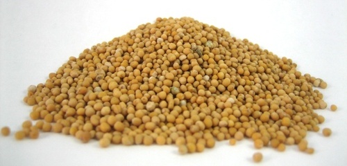 Yellow Mustard Seed
