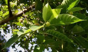Fresh Green Leaves