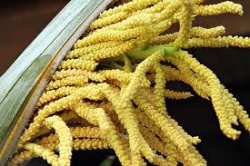 Pooja Items