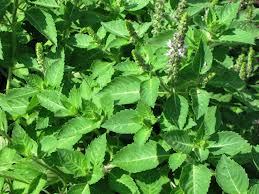 Tulsi Leaf
